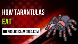 How tarantulas eat, How to prepare tarantulas to eat, How tarantulas eat as pets