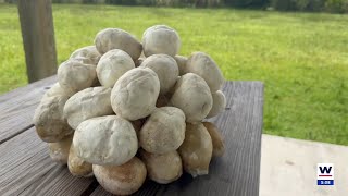 Hunters prevent 76 eggs from 17-foot Burmese python from devastating Everglades ecosystem