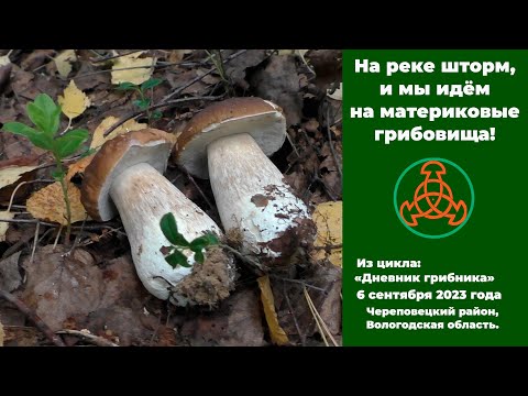 На реке шторм, и мы идём на материковые грибовища!  "Дневник грибника" от 6 сентября 2023 года