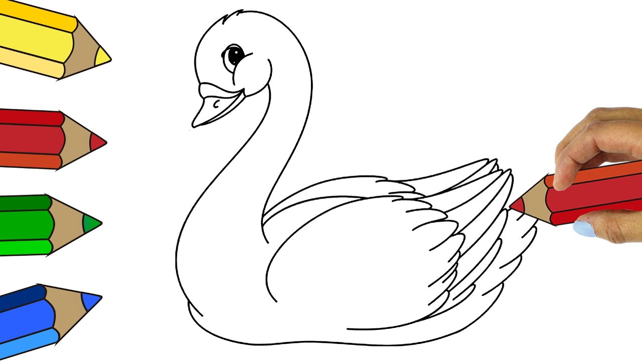 Comó Dibujar y Pintar un Cisne Fácil y Bonito Paso a paso - Drawing and  coloring step by step Swan - thptnganamst.edu.vn