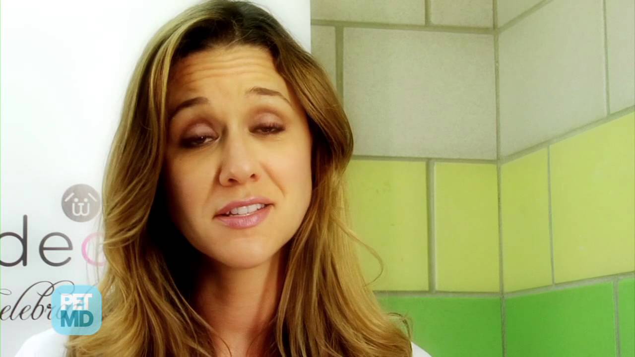 What to Do if Your Dog Ate Chocolate YouTube