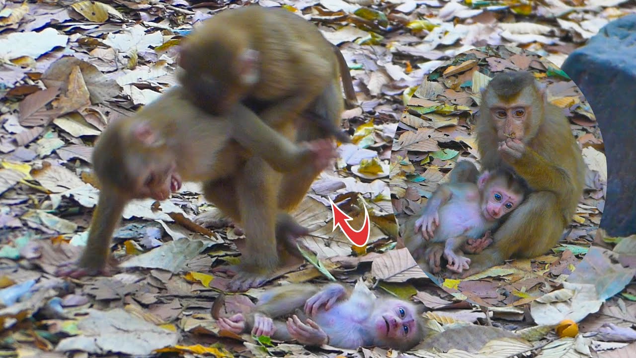 Wow!! Monkey Leo do best to protect little baby sister Lily & He won't let Zuri come closer