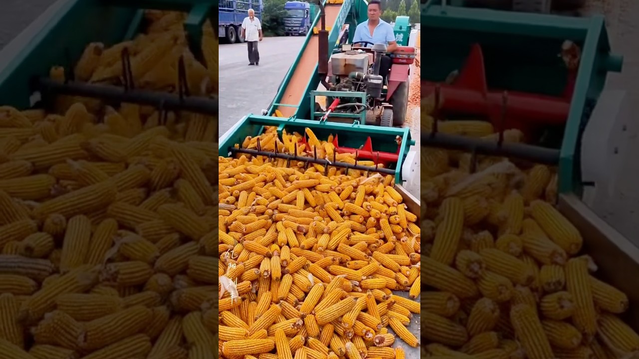Corn Harvest Machine! Unbelievably Fast! 