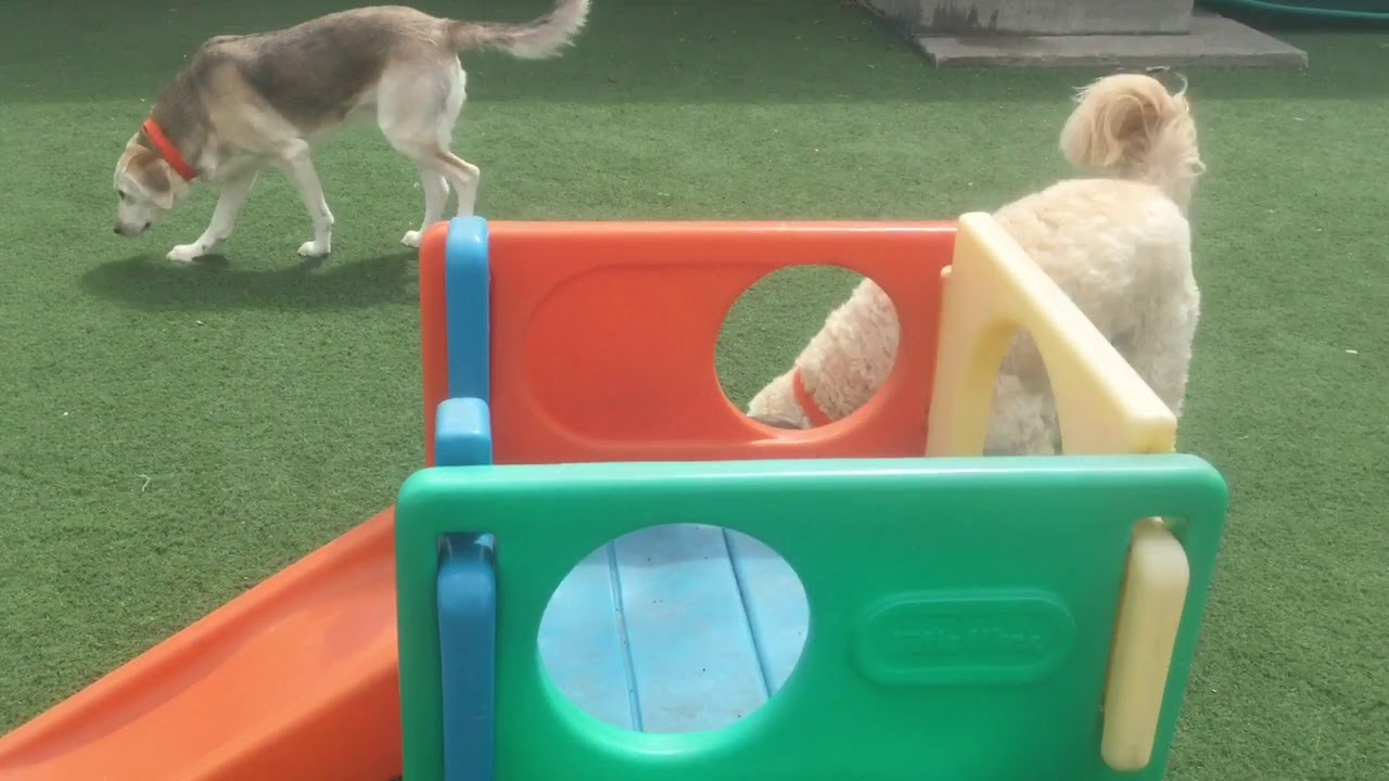 Hooksett 4/28/20 Agility Jamboree!! YouTube