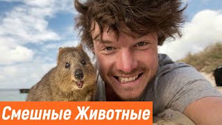 ПРИКОЛЫ С ЖИВОТНЫМИ / Смешные Животные Собаки Кошки Смешные Коты /Приколы с котами Забавные Животные