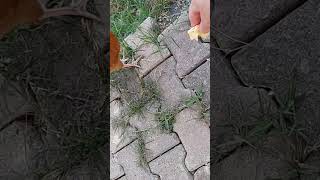 Can Bağlarımı Beslerken