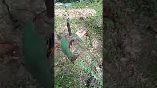 pikat burung bara api