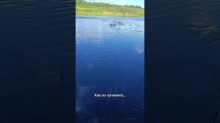 #рыбалка #клюёт #fishing #красноперка