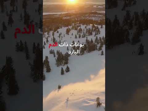 فيديو: سمكة ذوات الدم الحار: الوصف ، الصورة