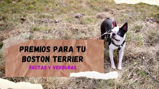 LOS MEJORES PREMIOS PARA TU BOSTON TERRIER