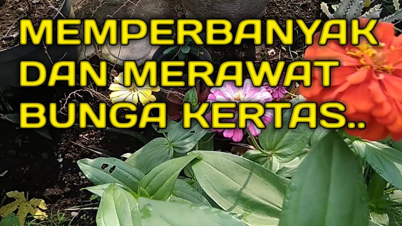 MENGEMBANGKAN DAN MERAWAT BUNGA  KERTAS  YouTube