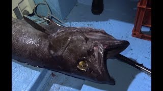 一同騒然。人間よりデカい超巨大深海魚が釣れた！！！