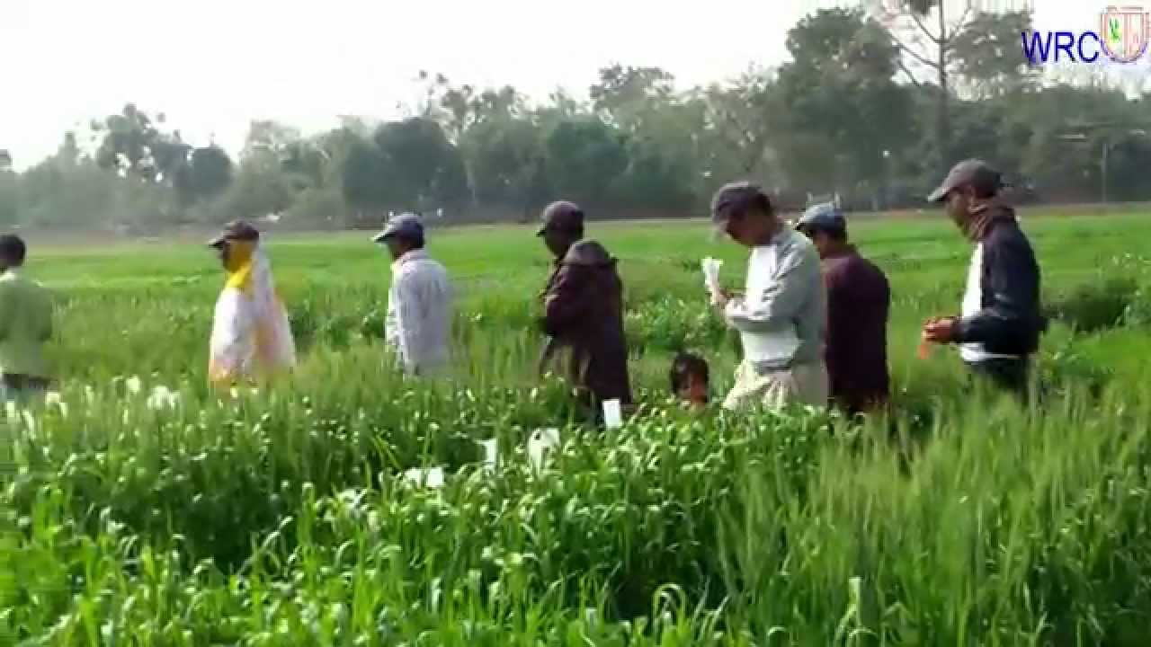 Wheat Production Technology in Bangladesh - YouTube