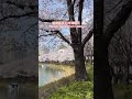 4/4首爾蠶室湖水公園櫻花現況🌸