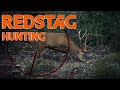 Red Stag Hunting in French Alps 1 / 2018 (Chasse Cerf Approche)