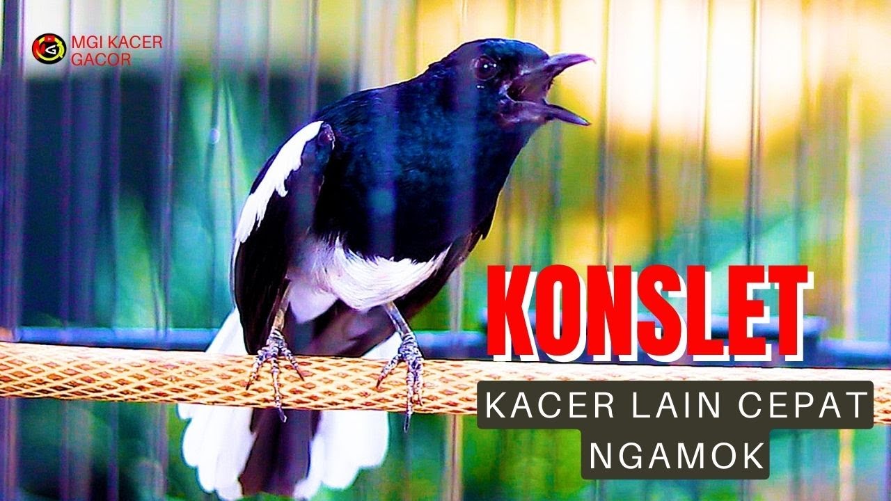 KACER NGAMOK KONSLET, SEKALI DENGAR BIKIN KACER LAWAN LANGSUNG TARUNG
