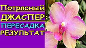 Орхидеи,узамба́рские фиалки,Самара🌺