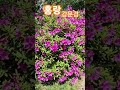 #홍랑#강문경#뽕신#한일톱텐쇼#공조팝