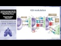 Basis for immunotherapy in lung cancer