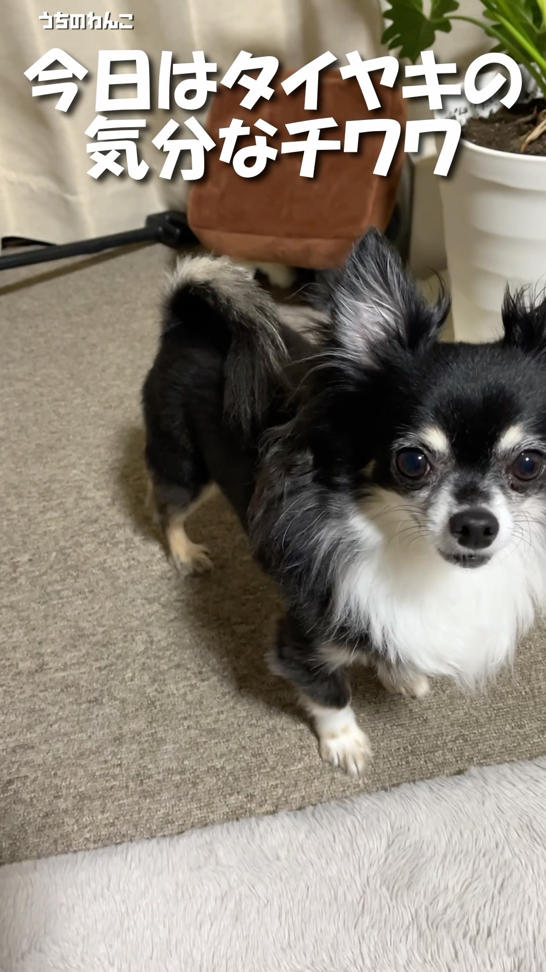 My Chihuahua is in the mood for a drink today [My dog
