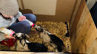 OMG - Bottle Feeding Baby GOATS? Wait till You See What Happens Next on the FARM!