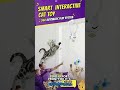 Your cat is bored. Here’s the fix. #petlover #petshub #amazonfinds