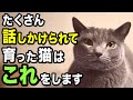 たくさん話しかけられて育った猫だけが見せる行動・仕草を獣医師が解説します
