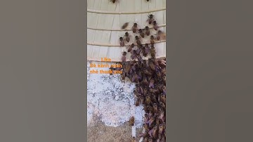 Cách bắt ong từ cột điện về nuôi #Shorts
