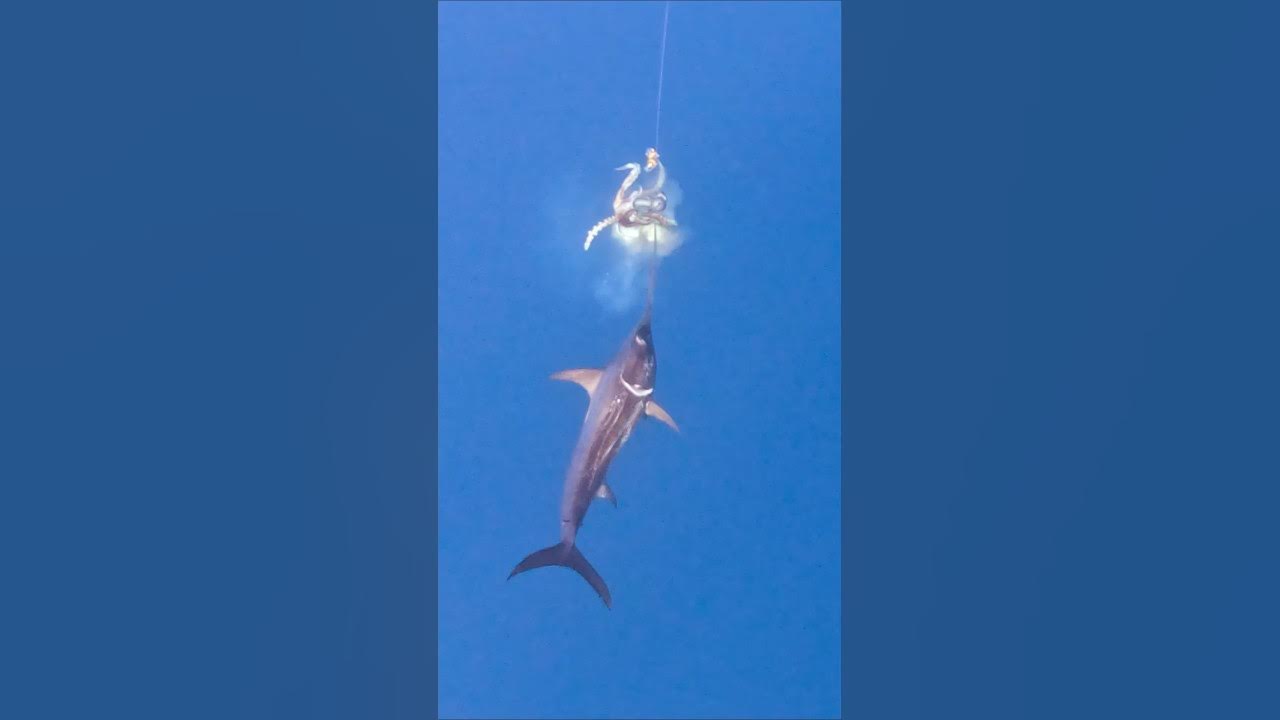 Swordfish Attacks Giant Squid 🦑 YouTube