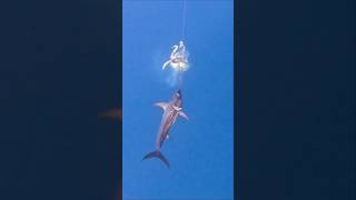 Swordfish Attacks Giant Squid 🦑