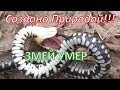 Змей умер прямо в руках!Миссия выжить!Тайны природы.