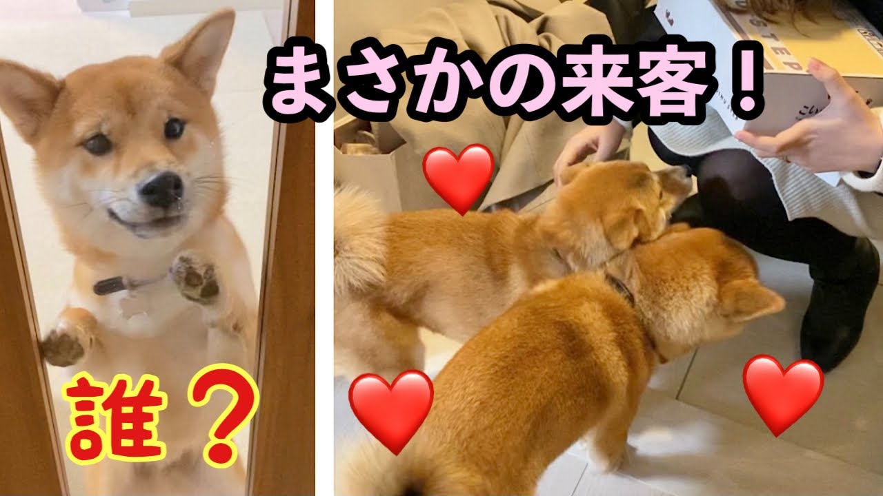 まさかの来客に大興奮の豆柴姉弟 こいぬすてっぷ Youtube