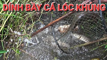 NƯỚC LŨ TRÀN VỀ MANG THEO ĐÀN CÁ KHỦNG