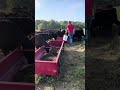 Training Weaned Calves