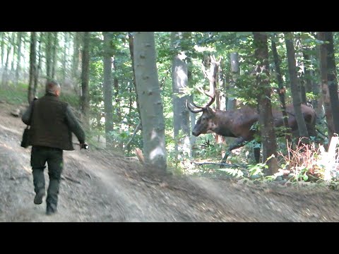 Video: Kako loviti jelene (sa slikama)