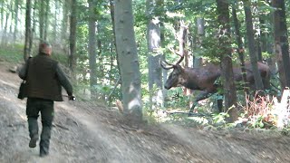 Rika jelena na planini Radan - Lovište Sokolovica kod Kuršumlije | Roaring Red Deer