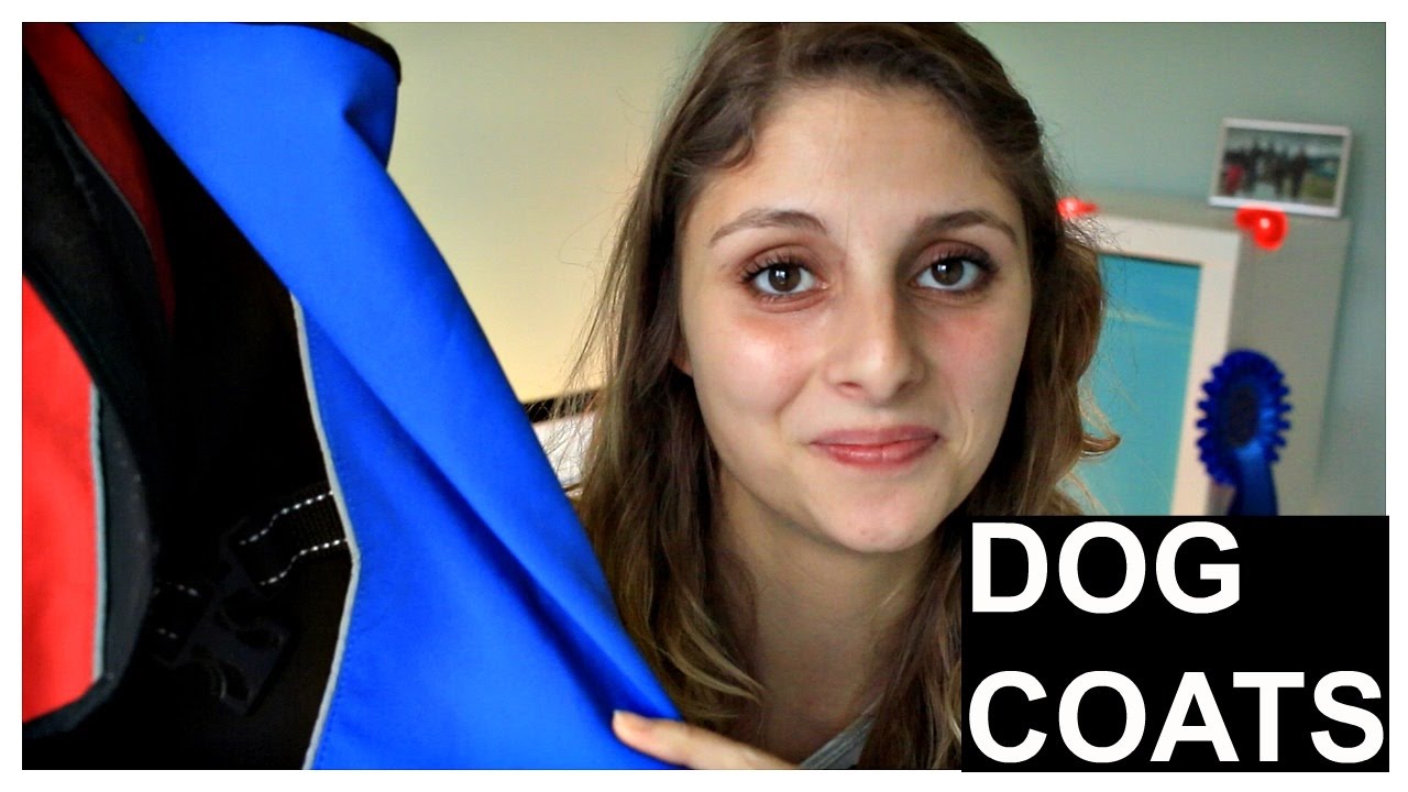 Best dog coat - for your dog in the winter dog care after neutering