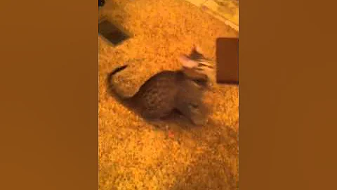 Video 1035951: savannah cat playing fetch, f4