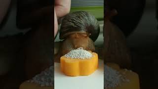 A Snail Eats A Juicy Pumpkin #Shorts❤️🐌