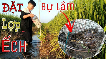 Đặt Lợp Ếch Ở Địa Hình Mới Chạy Không Tưởng | catch frog // HOC VLOG