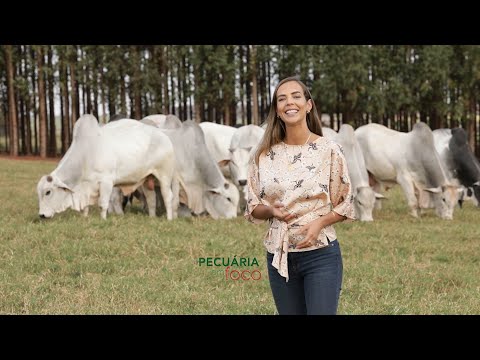 Leilão Touro Pronto Katispera | Pecuária em Foco