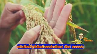 ข่าวป๋าแหง็ม  15 05 61