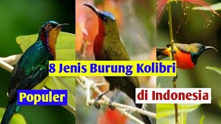 8 Jenis Burung Kolibri yang Paling Diminati Para Kicau Mania.