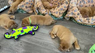 Nap Time For The Puppies by Premiere Roux Bordeaux 379 views 2 months ago 35 seconds