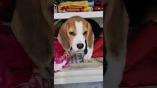 Maine chori karne aya thaa 🥹pakra gya🤣#dog #beagle #shortvideo #trending #youtubeshorts #ytshorts