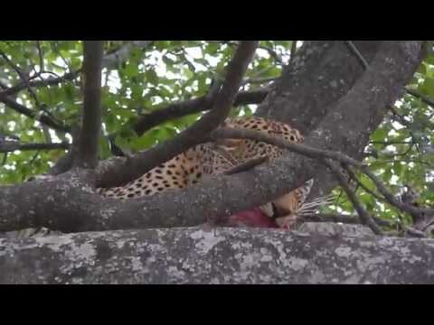 Leopard Eats in Tree Over Hyena