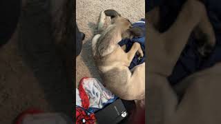 Mixed Puppies For Sale in San Antonio, TX