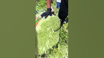 smart technique for cutting water spinach stems - agriculture - farming #shorts