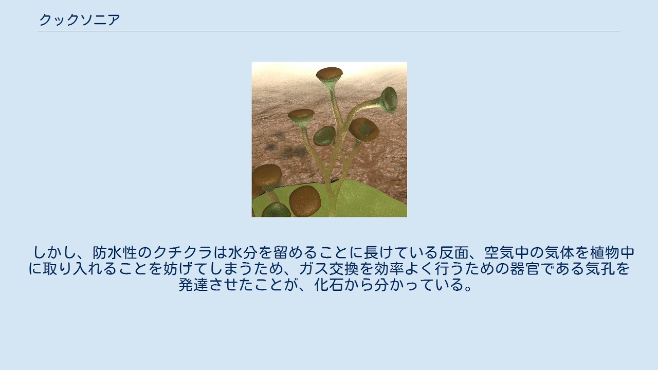 クックソニア - YouTube