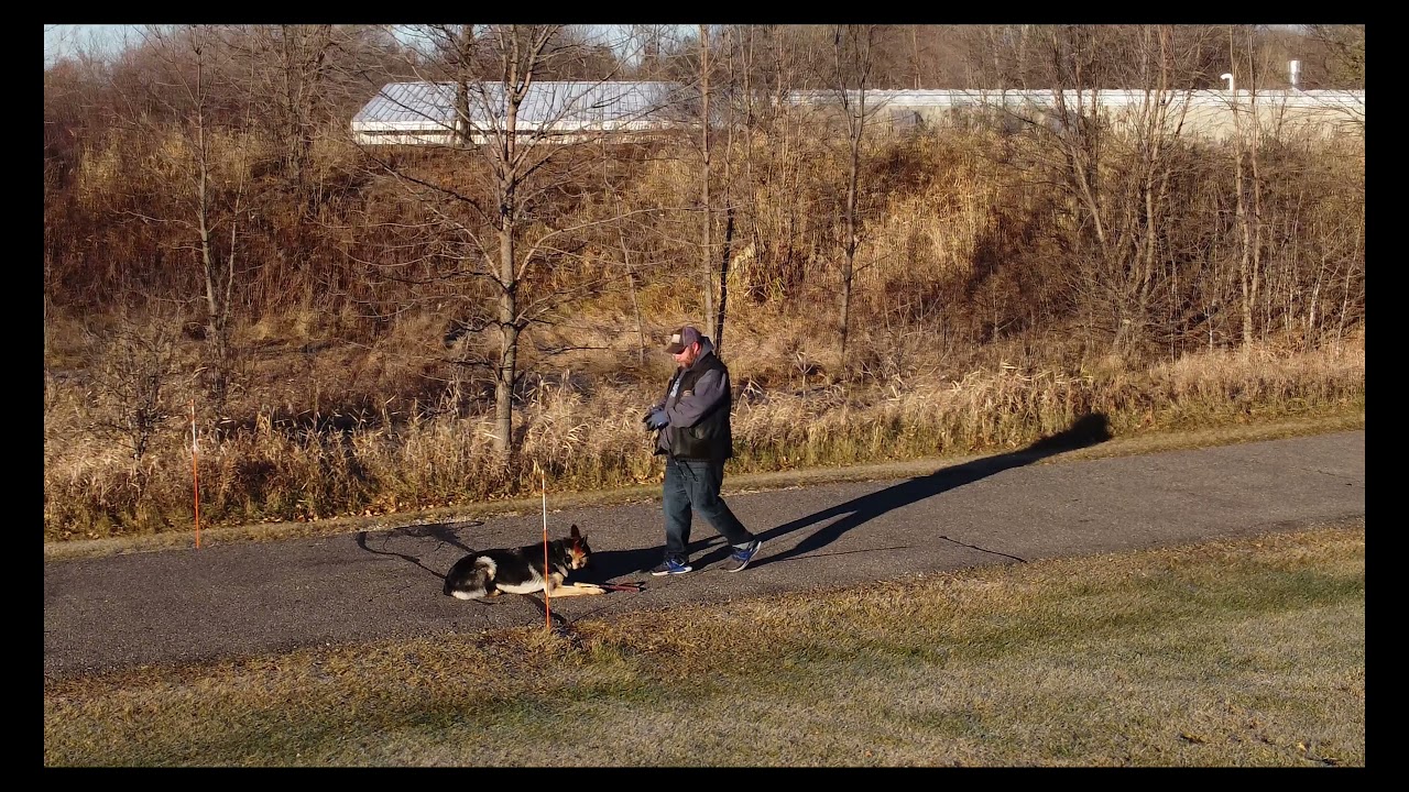 Ruthy's dog obedience boot camp update 11/30/2021 YouTube